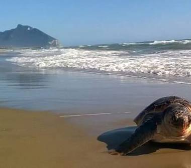 Affitto Villa Vacanze a Sabaudia (Latina)