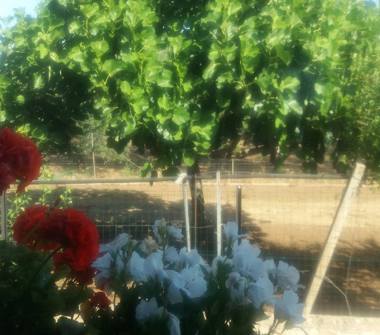 Affitto Casa mobile/Roulotte Vacanze a Andria, Frazione Montegrosso