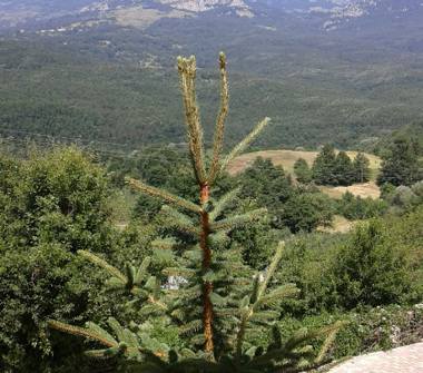 Affitto Casa Vacanze a Castel del Giudice (Isernia)