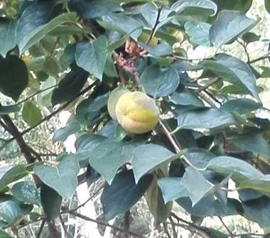 Terreno Edificabile Commerciale in vendita a Genova, Zona Bolzaneto