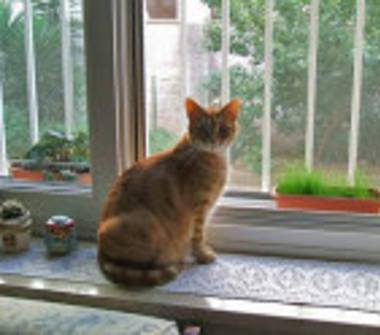 Affitto Casa Vacanze a Pulsano, Frazione Marina Di Pulsano