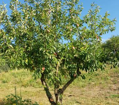 Terreno Agricolo/Coltura in vendita a Scandicci, Frazione Mosciano