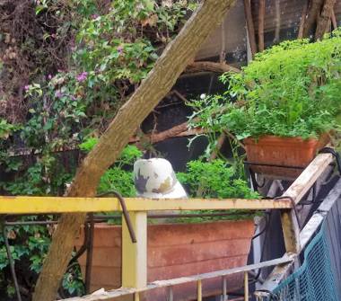 Villa in vendita a Maddaloni (Caserta)