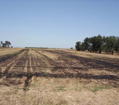 Terreno Agricolo/Coltura in vendita a Brindisi (Brindisi)
