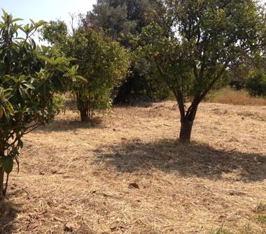 Terreno Agricolo/Coltura in vendita a Siracusa, Frazione Belvedere