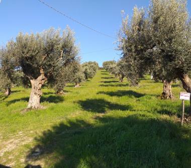 Terreno Edificabile Residenziale in vendita a Luzzi (Cosenza)