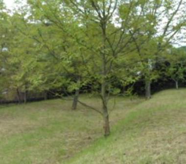 Terreno Edificabile Residenziale in vendita a Isola del Gran Sasso d'Italia (Teramo)