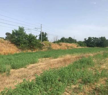 Terreno Agricolo/Coltura in vendita a Villa Literno (Caserta)