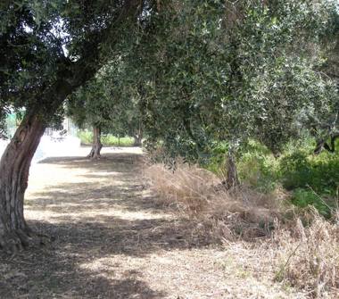 Terreno Agricolo/Coltura in vendita a Milazzo (Messina)