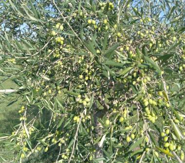 Terreno Agricolo/Coltura in vendita a Sant'Agata De' Goti (Benevento), Via Presta 25