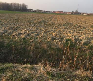 Terreno Agricolo/Coltura in vendita a Boretto (Reggio Emilia)