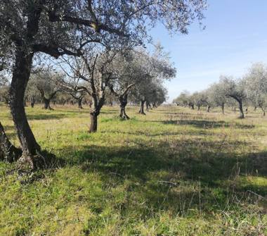 Terreno Agricolo/Coltura in vendita a Montelibretti (Roma), Via dei Pini