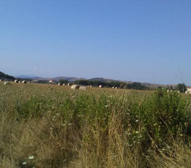 Terreno Agricolo/Coltura in vendita a Grosseto, Frazione Alberese