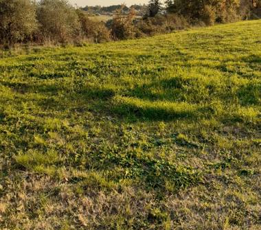Terreno Agricolo/Coltura in vendita a Ariccia (Roma)