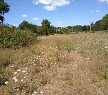Terreno Agricolo/Coltura in vendita a Nepi, Frazione Gabelletta, Via Nepesina 20