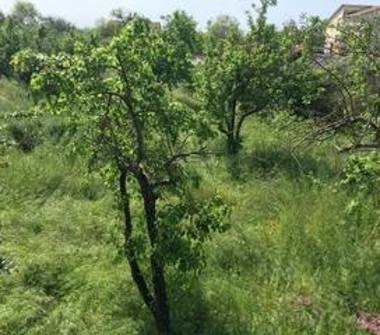Terreno Edificabile Residenziale in vendita a Corchiano (Viterbo)