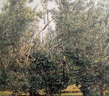 Terreno Agricolo/Coltura in vendita a Altino (Chieti)