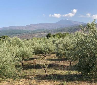 Terreno Agricolo/Coltura in vendita a Randazzo (Catania)