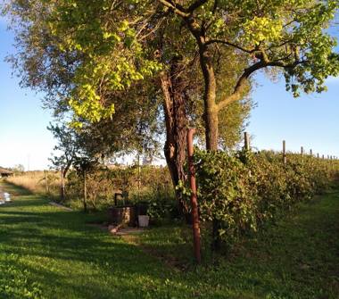 Terreno Agricolo/Coltura in vendita a Carlino (Udine)