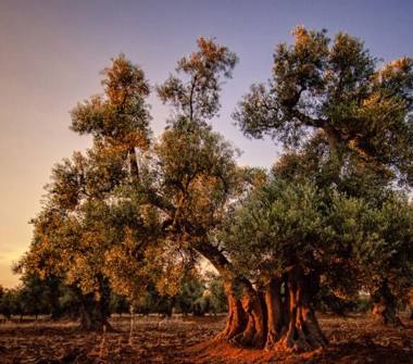 Terreno Edificabile Residenziale in vendita a Carovigno (Brindisi)