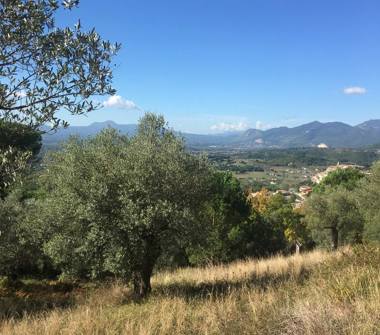 Terreno Agricolo/Coltura in vendita a Ailano (Caserta)