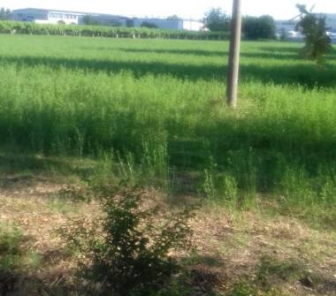 Terreno Agricolo/Coltura in vendita a San Martino in Rio, Frazione Molino Di Gazzata, Via Cà Matte Sud 11