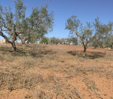 Terreno Agricolo/Coltura in vendita a Vittoria (Ragusa)