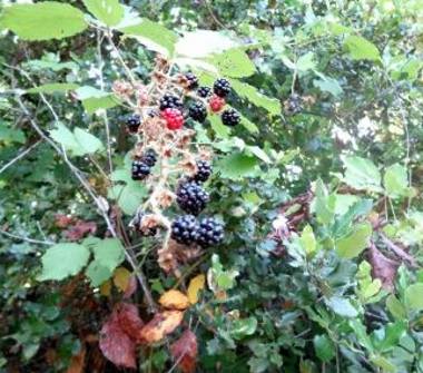 Terreno Agricolo/Coltura in vendita a Lastra a Signa, Frazione Malmantile