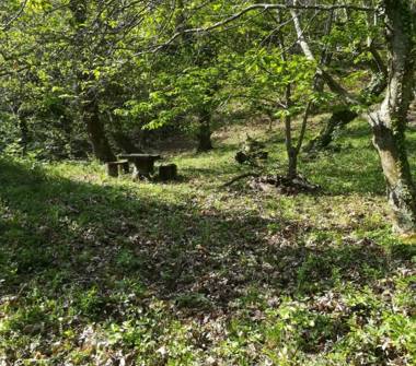 Terreno Agricolo/Coltura in vendita a Chianni, Frazione Rivalto