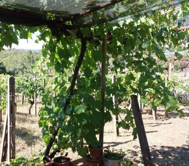 Rustico/Casale in vendita a Castiglione di Sicilia, Frazione Rovittello, Via Vidalba 6