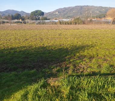 Terreno Agricolo/Coltura in vendita a Pescia (Pistoia)