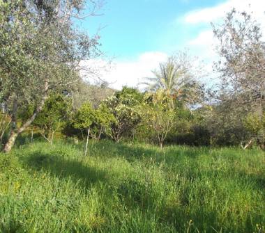 Terreno Agricolo/Coltura in vendita a San Pier Niceto (Messina), Strada Provinciale 62 54