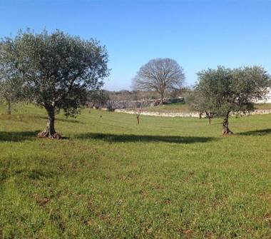 Terreno Edificabile Residenziale in vendita a Alberobello (Bari), Strada Comunale Gabellota 56