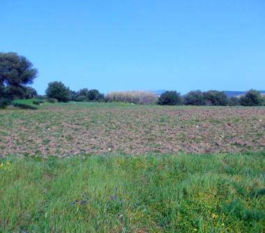 Terreno Agricolo/Coltura in vendita a Giba (Sud Sardegna)
