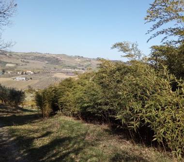 Terreno Agricolo/Coltura in vendita a Faenza (Ravenna), Via Tebano 95