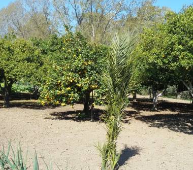 Terreno Agricolo/Coltura in vendita a Fordongianus (Oristano), SP33 10