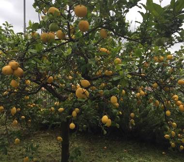 Terreno Agricolo/Coltura in vendita a Monte San Biagio (Latina), Via Oliveti 62