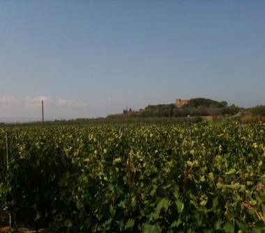 Terreno Agricolo/Coltura in vendita a Campiglia Marittima (Livorno)