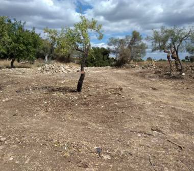 Terreno Agricolo/Coltura in vendita a Siracusa, Frazione Cassibile, Via della Caserma 19