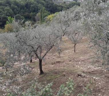 Terreno Agricolo/Coltura in affitto a Monteleone Sabino (Rieti), Via Lucio Mummio 11