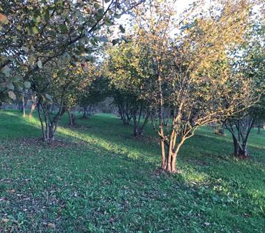 Terreno Agricolo/Coltura in vendita a Valmontone (Roma), Via Colle Ventrano 42