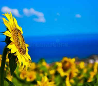 Affitto Baita/Chalet/Trullo Vacanze a Sirolo (Ancona)
