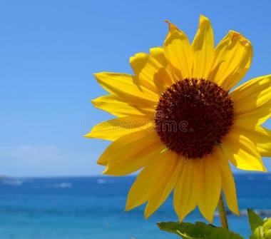 Affitto Appartamento Vacanze a Sirolo (Ancona)