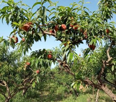 Terreno Agricolo/Coltura in vendita a San Sperate (Sud Sardegna), SP4 12