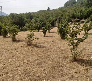 Terreno Agricolo/Coltura in vendita a Montefredane (Avellino)