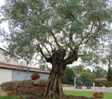 Affitto Rustico/Casale Vacanze a Terracina (Latina), Strada Macchiarella 16