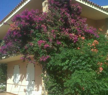 Affitto Villetta a schiera Vacanze a Budoni (Sassari)