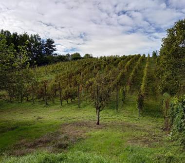 Terreno Agricolo/Coltura in vendita a San Colombano al Lambro (Milano), Via della Malpensata n/a