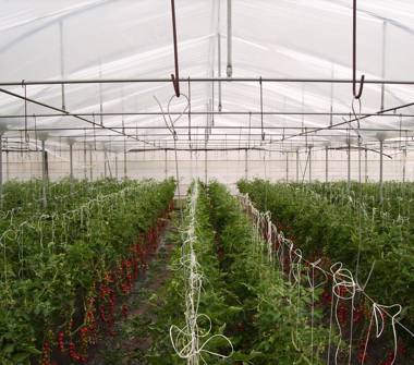 Terreno Agricolo/Coltura in vendita a Vittoria (Ragusa), Contrada Rinelli - SS115 Vittoria-Gela km 5,00