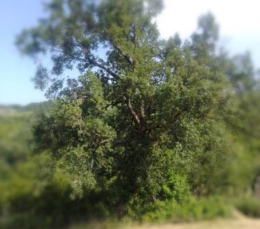 Terreno Agricolo/Coltura in vendita a Prignano sulla Secchia, Frazione Monteborazone, Via Allevara 9999